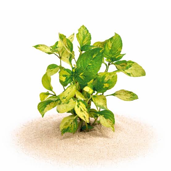 Hygro Corymbosa Variegated