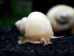 Ivory Mystery Snail