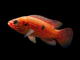 Jewel Cichlid