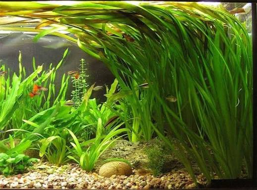 Vallisneria Jungle