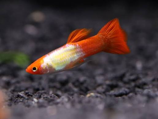 Guppy Kohaku Koi M