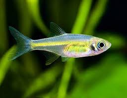 Green Kubotai Rasbora
