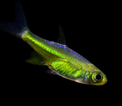 Rasbora Green Kubotai