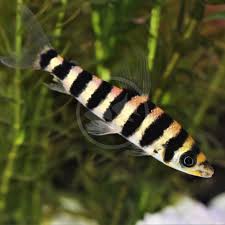 Banded Leporinus