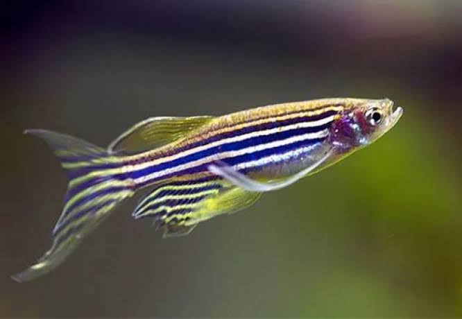Danio Zebra Longfin