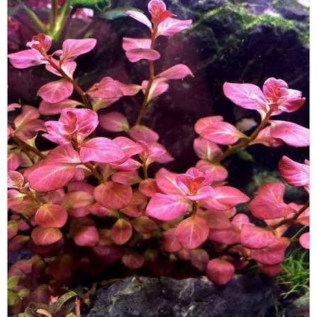 Ludwigia Ovalis