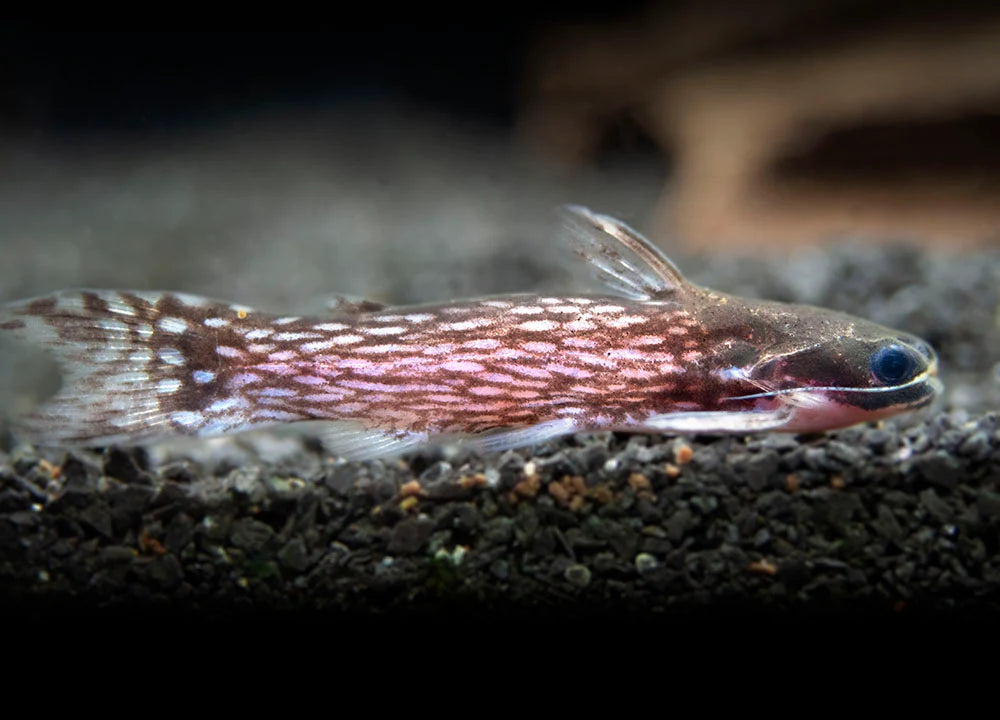 Milky Way Woodcat Catfish