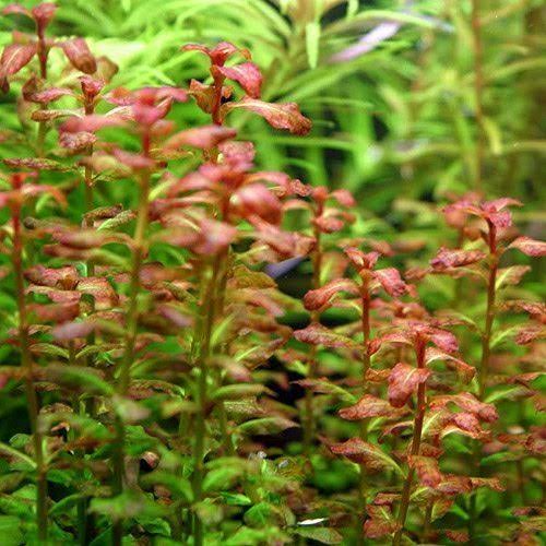 Ludwigia Narrow Leaf