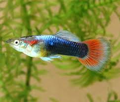 Neon Red/Blue Tuxedo Guppy