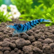 Orange Eye Blue Tiger