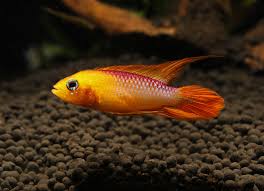 Orange Fire Apistogramma