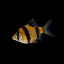 Orange Glow Barb