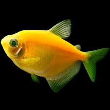 Orange Glow Tetra