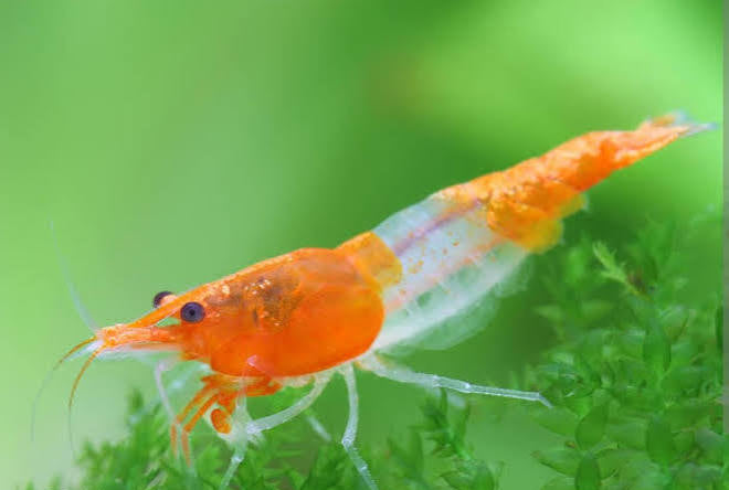 Orange Rili