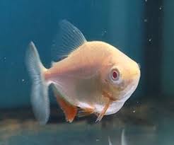 Albino Pacu