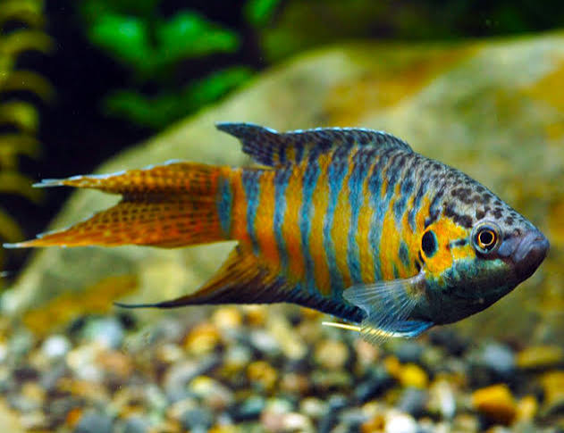 Paradise Gourami