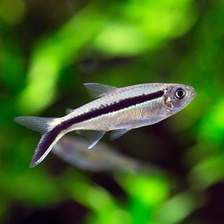 Penguin Tetra