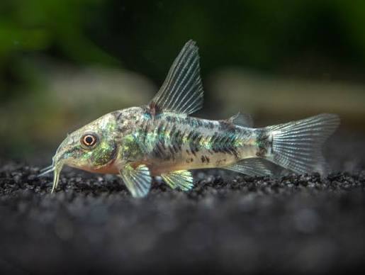 Cory Peppered