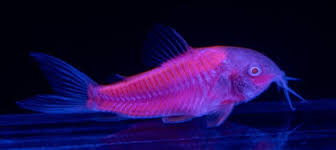 Pink Glow Cory