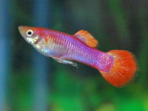 Guppy Pink M