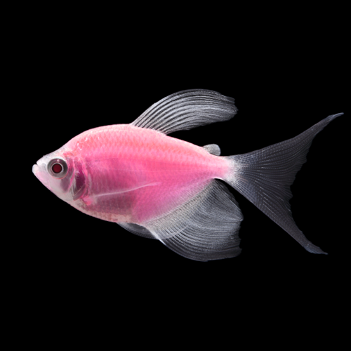 Pink Longfin Glow Tetra