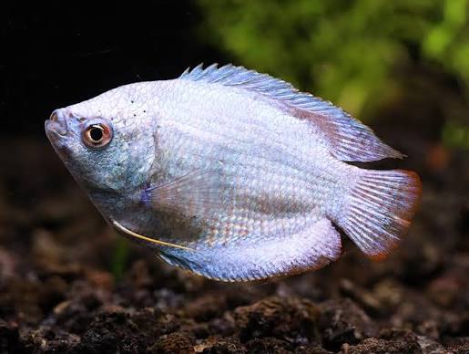 Powder Blue Dwarf Gourami