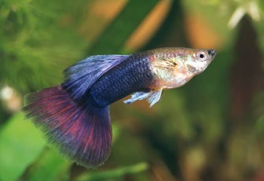 Guppy Purple Queen M