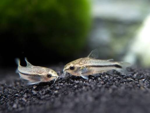 Cory Pygmy