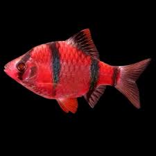 Red Glow Barb