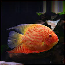 Gold Red-Spot Severum