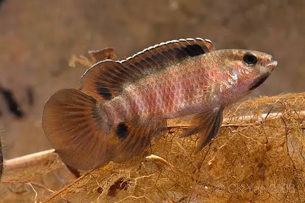 Rose Badis