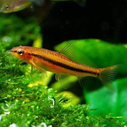 Loach Rosy