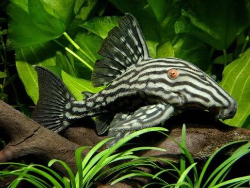 Royal Pleco