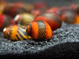 Red Racer Nerite Snail