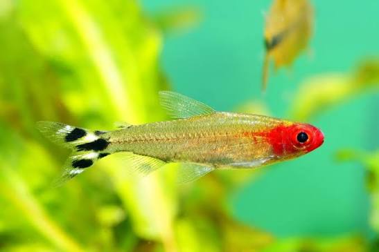 Rummynose Tetra