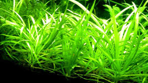 Sagittaria Sublata
