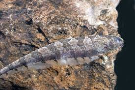 Sierra Knife Fish