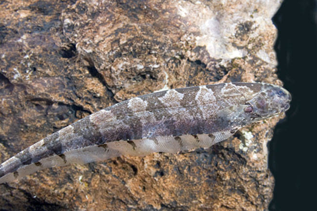 Knife Fish Sierra