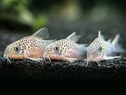 Similis Cory