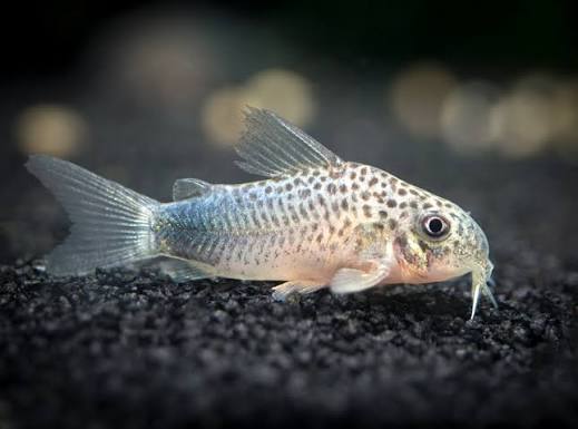 Cory Similis