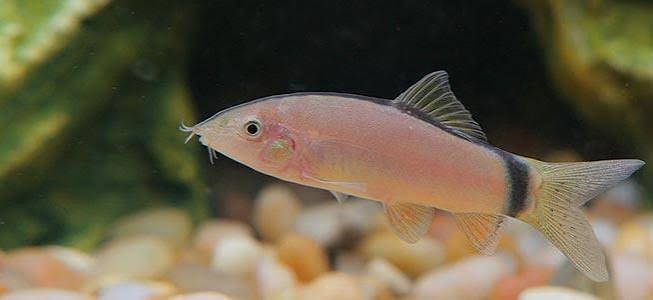 Loach Skunk