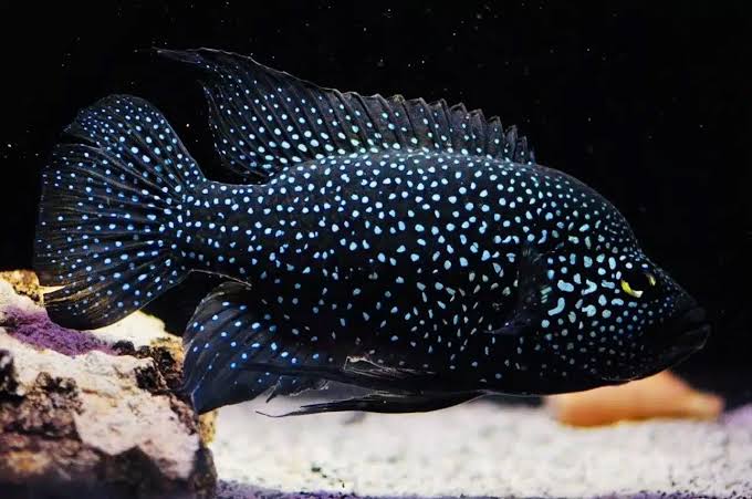 Starry Night Cichlid