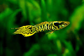 Tiger Endlers