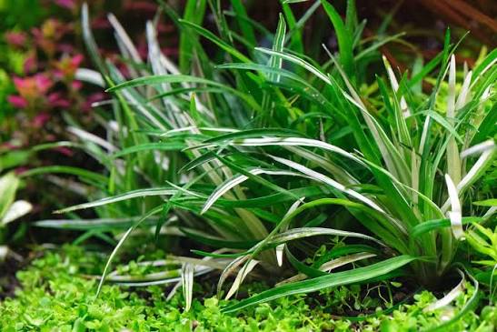 Vietnam Grass