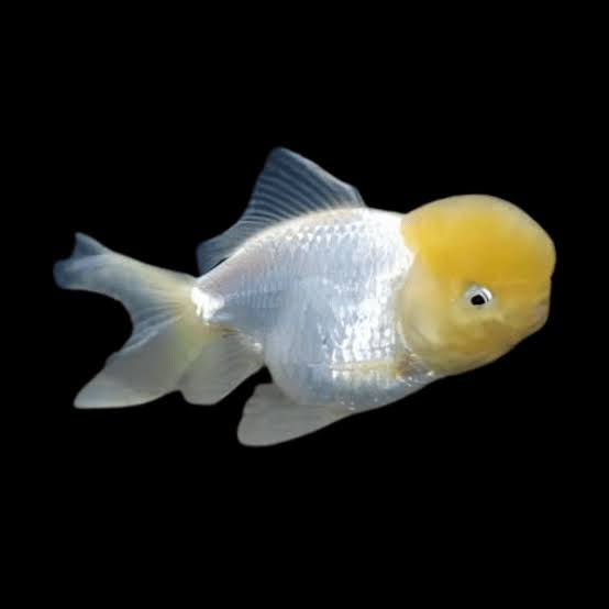 Oranda Yellow Cap