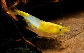 Yellow Rili Neocaridina Shrimp