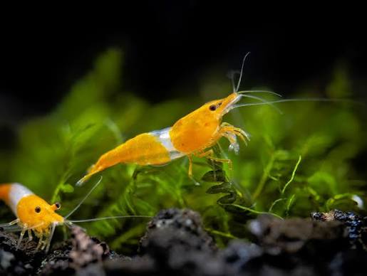 Yellow Rili