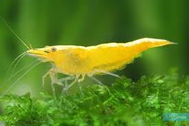 24k Yellow Neocaridina Shrimp
