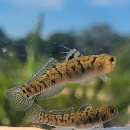 Yellow Stripe Goby
