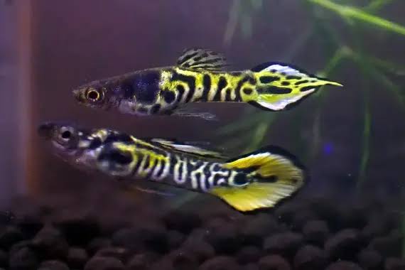 Endler Yellow Tiger M